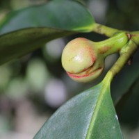 Garcinia mangostana L.